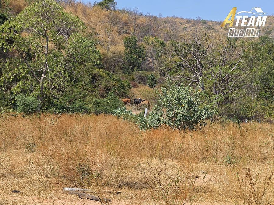 ที่ดินวิวทะเลขนาด 2 Rai โดดเด่นสำหรับขายใน Khao Tao ภาพย่อที่ 17