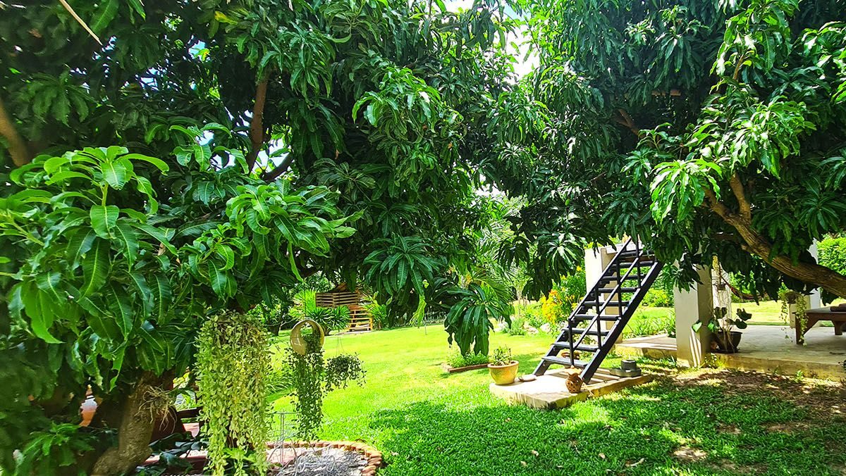 Mango Hills one of a kind resort property in stunning scenic location, thumbnail 19