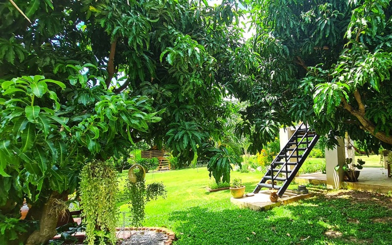 mango-resort-for-sale-sam-roi-yodmango-resort-for-sale-sam-roi-yod-garden6