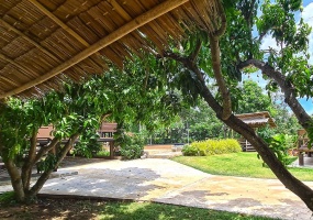 mango-resort-for-sale-sam-roi-yod-guesthous-trees mango-resort-for-sale-sam-roi-yod-guesthous-trees