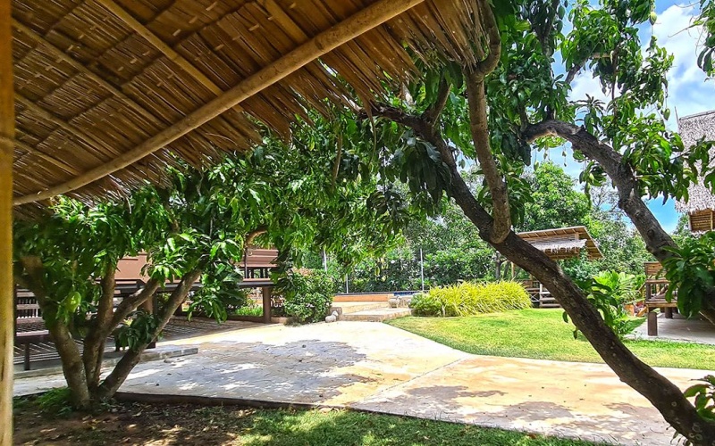 mango-resort-for-sale-sam-roi-yod-guesthous-trees