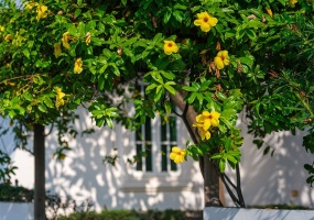 hua hin, Hua Hin Center, 2 Bedrooms, 2 Bathrooms, House / Villa, For Sale,0,2417, A-Team Real estate